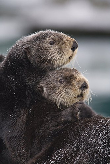 Posterazzi Close Up View Of Sea Otters Huddled Together Prince William Sound Southcentral Alaska Winter Poster Print 11 x 17 Posterazzi Close Up View Of Sea Otters Huddled Together Prince William Sound Southcentral Alaska Winter Poster Print 11 x 17