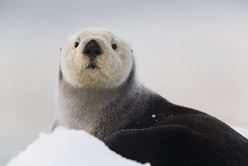 Posterazzi Close Up View Of A Sea Otter Hauled Out On Snow Prince William Sound Alaska Southcentral Winter Poster Print 19 x 12 Posterazzi Close Up View Of A Sea Otter Hauled Out On Snow Prince William Sound Alaska Southcentral Winter Poster Print 19 x 12