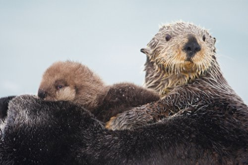 Posterazzi Sea Otter With Snow Covering Fur Holding Newborn Pup Prince William Sound Southcentral Alaska Winter Poster Print 19 x 12 Posterazzi Sea Otter With Snow Covering Fur Holding Newborn Pup Prince William Sound Southcentral Alaska Winter Poster Print 19 x 12
