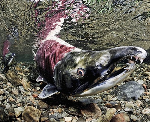 Posterazzi Mature Male Sockeye Salmon On Spawning Grounds Power Creek Copper River Delta Prince William Sound Southcentral Alaska Poster Print 17 x 14