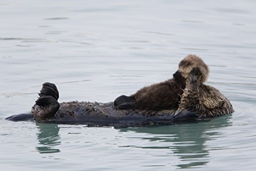 Posterazzi Female Sea Otter Holds Newborn Pup While Floating In Prince William Sound Alaska Southcentral Winter Poster Print 19 x 12 Posterazzi Female Sea Otter Holds Newborn Pup While Floating In Prince William Sound Alaska Southcentral Winter Poster Print 19 x 12