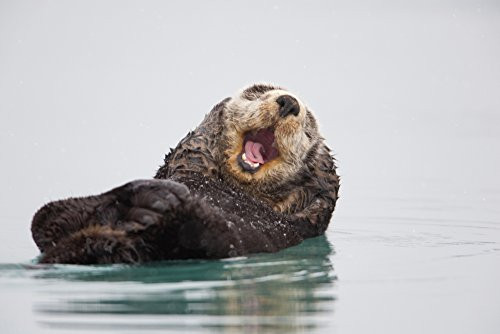 Posterazzi Sea Otter Floating On Back Scratching Head And Yawning Prince William Sound Southcentral Alaska Winter Poster Print 19 x 12 Posterazzi Sea Otter Floating On Back Scratching Head And Yawning Prince William Sound Southcentral Alaska Winter Poster Print 19 x 12