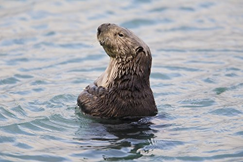 Posterazzi Sea Otter With Arms Crossed Floats Upright In Prince William Sound Alaska Southcentral Winter Poster Print 19 x 12 Posterazzi Sea Otter With Arms Crossed Floats Upright In Prince William Sound Alaska Southcentral Winter Poster Print 19 x 12