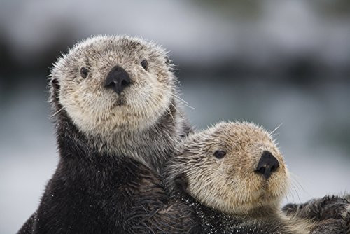 Posterazzi Close Up View Of Sea Otters Huddled Together Prince William Sound Southcentral Alaska Winter Poster Print 19 x 12 Posterazzi Close Up View Of Sea Otters Huddled Together Prince William Sound Southcentral Alaska Winter Poster Print 19 x 12