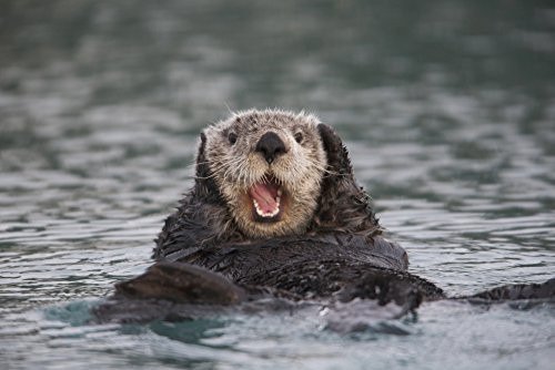 Posterazzi Close Up Of A Sea Otter Swimming On Back In Prince William Sound Alaska Southcentral Winter Poster Print 19 x 12 Posterazzi Close Up Of A Sea Otter Swimming On Back In Prince William Sound Alaska Southcentral Winter Poster Print 19 x 12