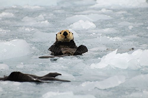 Posterazzi Sea Otters Amongst An Ice Floe In Prince William Sound Alaska Poster Print 17 x 11 Posterazzi Sea Otters Amongst An Ice Floe In Prince William Sound Alaska Poster Print 17 x 11