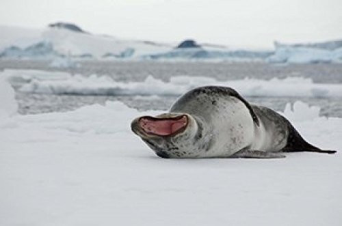 Posterazzi Antarctica Antarctic Sound Leopard seal Poster Print by Cindy Miller Hopkins 17 x 11