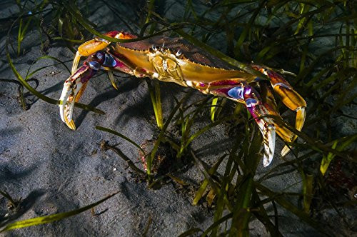 Posterazzi Rock Crab Puget Sound Washington Poster Print by Jennifer IdolStocktrek Images 17 x 11 Varies