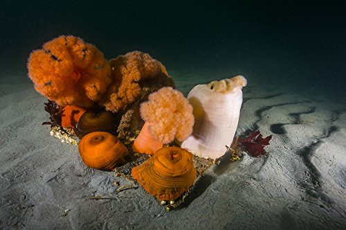 Posterazzi PSTJDL400062U Giant plumose Anemones on The seafloor Puget Sound Washington Poster Print by Jennifer IdolStocktrek Images 17 x 11 Varies