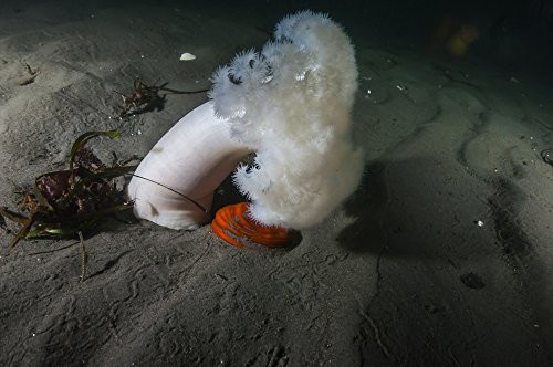 Posterazzi Poster Print Collection Giant Plumose Anemone Puget Sound Washington Jennifer IdolStocktrek Images 17 x 11 Multicolored