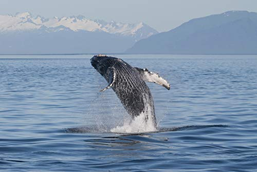 Posterazzi DPI2112415 Humpback Whale Breaching in Frederick Sound Inside Passage Southeast Alaska Summer Photo Print 19 x 12 Multi