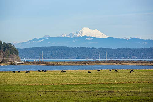 Posterazzi PDDUS48JSI0216 Whidbey Island Washington State Snowcapped Mount Baker The Puget Sound Black Cows and a Pasture Photo Print 18 x 24 Multi
