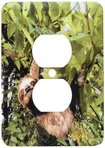 3dRose lsp_86913_6 Panama, Panama City, Three-Toed Sloth Wildlife Sa15 Czi0561 Christian Ziegler 2 Plug Outlet Cover