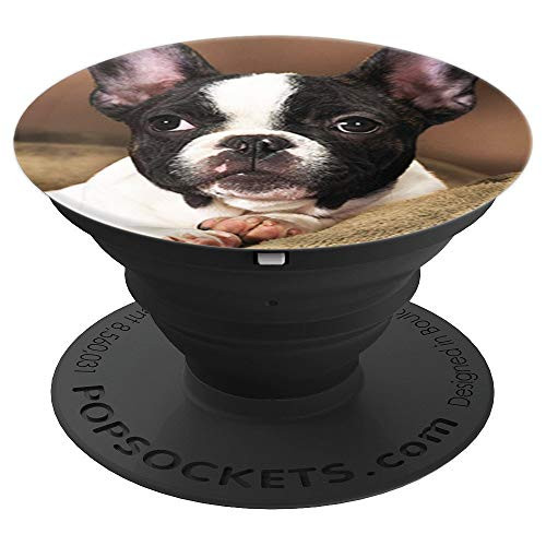 Cute Boston Terrier Dog Photo Design Portrait PopSockets Grip and Stand for Phones and Tablets Cute Boston Terrier Dog Photo Design Portrait PopSockets Grip and Stand for Phones and Tablets