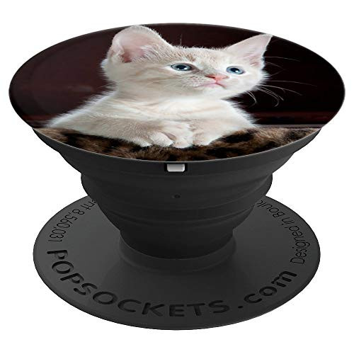 Cute White Kitten Photo Phone Popper PopSockets Grip and Stand for Phones and Tablets