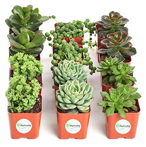 Shop Succulents  Verde Collection  Assortment of Hand Selected Fully Rooted Live Indoor Green Succulent Plants 12Pack