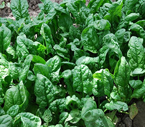 200 Spinach Seeds Organic Giant Noble Heirloom Variety by Ohio Heirloom Seeds 200 Spinach Seeds Organic Giant Noble Heirloom Variety by Ohio Heirloom Seeds
