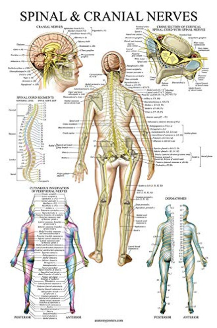 Spinal Nerves Anatomical Chart  Spine and Cranial Nervous System Anatomy Poster with Dermatomes Laminated 18 x 27