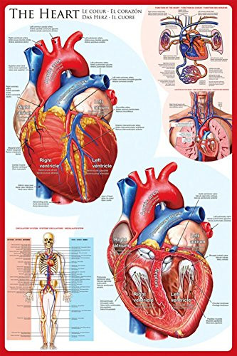 The Heart Poster 24 x 36in