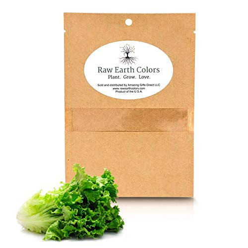 Romaine Lettuce Seeds for Hydroponics or Planting an Indoor or Outdoors Vegetable Garden  1000 Heirloom Seed Packet!