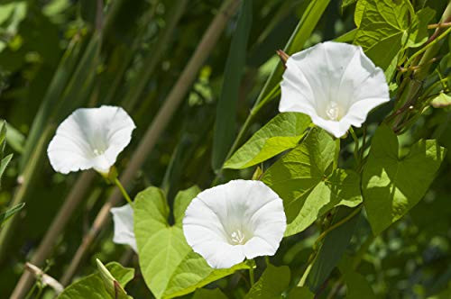 Moonflower Seeds for Planting White Morning Glory Moonflower Vine!