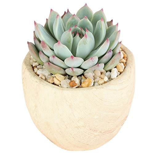 Costa Farms Live Indoor Echeveria Succulent Plant in Wood Design Ceramic Pot