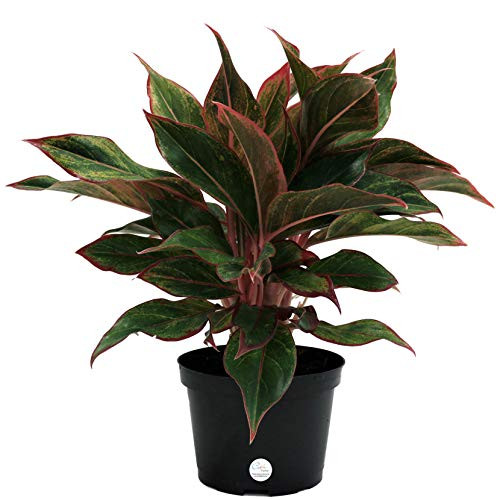 Costa Farms Aglaonema Red Chinese Evergreen Live Indoor Plant 14Inches Tall Ships in Growers Pot