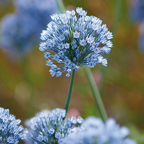Van Zyverden Allium Azureum Blue Globe Onions Set of 25 Bulbs