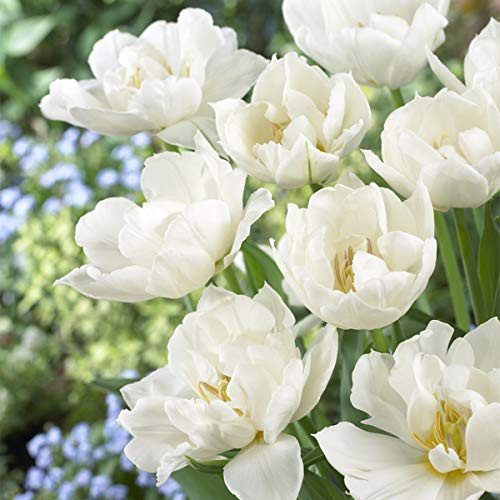 Van Zyverden 88013 Tulips Popcorn Set of 25 Dormant Flower Bulbs White