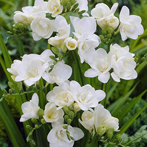 Van Zyverden 88254 Freesias Double Blooming White Set of 25 Dormant Flower Bulbs