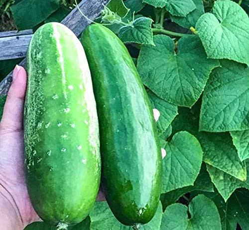 Marketer Cucumber Seeds 100 Premium Heirloom Seeds Islas Garden Seeds Non GMO Survival Seeds 90 Germination Highest Quality Marketer Cucumber Seeds 100 Premium Heirloom Seeds Islas Garden Seeds Non GMO Survival Seeds 90 Germination Highest Quality