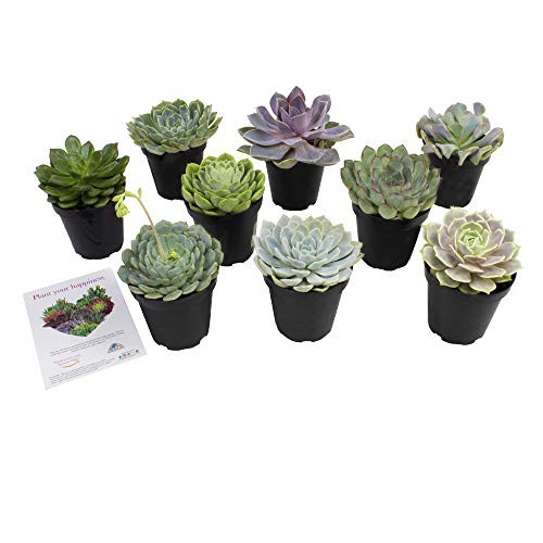 Altman Plants Echeveria Succulents Live Plants 9 Pack Assorted 35 Potted Succulents Plants Live House Plants in Cacti and Succulent Soil Wedding Party Favors Cactus Plants Live Indoor Plants