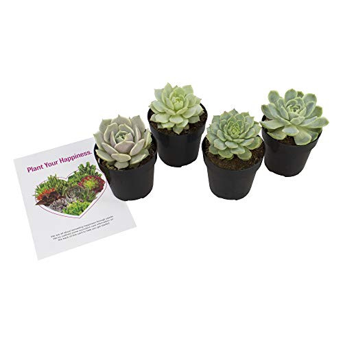 Altman Plants Echeveria Succulents Live Plants 4 Pack Assorted 25 Potted Succulents Plants Live House Plants in Cacti and Succulent Soil Wedding Party Favors Cactus Plants Live Indoor Plants