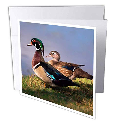 3dRose USA California Lakeside Wood Duck  Greeting Cards 6 x 6 Set of 12 gc2052992