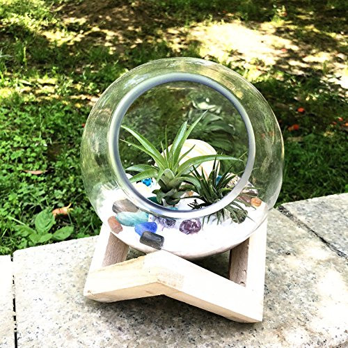 Orimina Standing Glass Terrarium Globe Air Plant Terrarium Air Plant Container Air Plant Holder Glass Miniature Garden with Wood Base