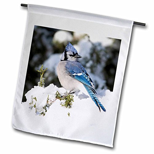 3dRose fl2098251Blue Jay in Keteleeri Juniper in Winter Marion Illinois USA Garden Flag 12 x 18
