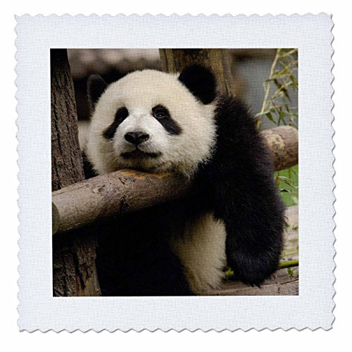 3dRose Giant Panda Bears Wolong China Conservation ChinaAS07 Pox0370  Pete Oxford  Quilt Square 12 by 12Inch qs702064
