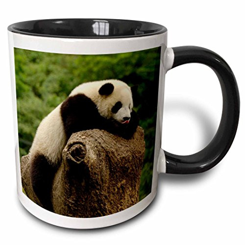 3dRose mug702074Giant panda bears Wolong China Conservation CHINAAS07 POX0374  Pete Oxford Two Tone Black Mug 11 oz Multicolor