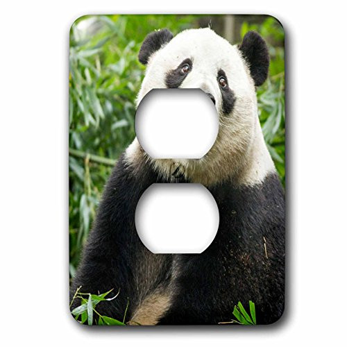 3dRose LSP2255706 Sichuan Province Chengdu Giant Panda Bear Eating Bamboo 2 Plug Outlet Cover