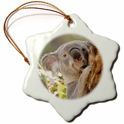 3dRose ORN885461 Queensland Koala Bear Eucalyptus San Diego Zoo CA  US05 MPR0033  Maresa Pryor  Snowflake Ornament Porcelain 3Inch