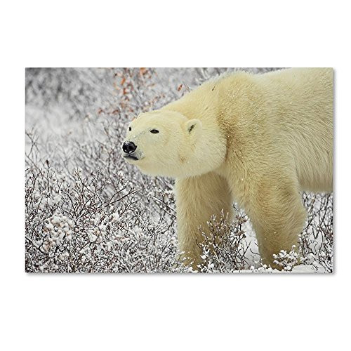 Polar Bear 1 by Robert Harding Picture Library 12x19Inch Canvas Wall Art