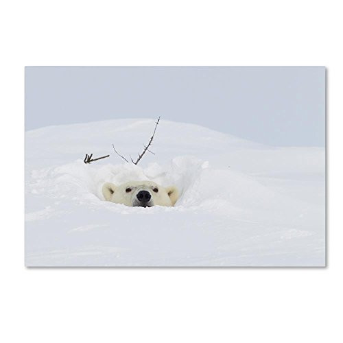 Polar Bear 5 by Robert Harding Picture Library 16x24Inch Canvas Wall Art