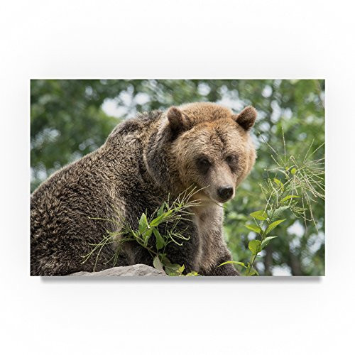 Bear Photography by Robert Michaud 12x19Inch