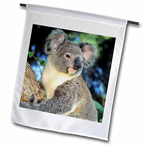 3dRose fl853221 Koala Bear Australia Eucalyptus Tree Sa01 Ksc0000 Kevin Schafer Garden Flag 12 by 18Inch
