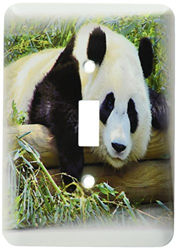 3dRose lsp1109761Giant Panda Bear Will Charm You Heart Single Toggle Switch Multicolor