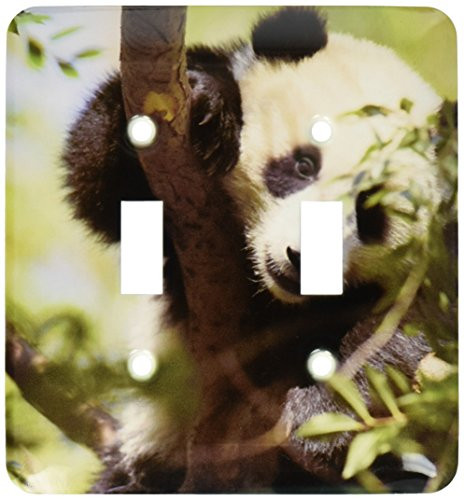 3dRose lsp885512 Giant Panda Bear Research Station San Diego Zoo Ca Us05 Mpr0038 Maresa Pryor Double Toggle Switch