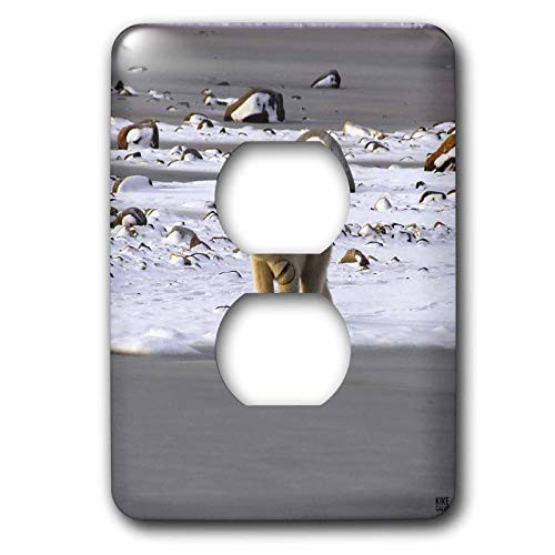 3dRose lsp107186 Polar Bears 2 Plug Outlet Cover