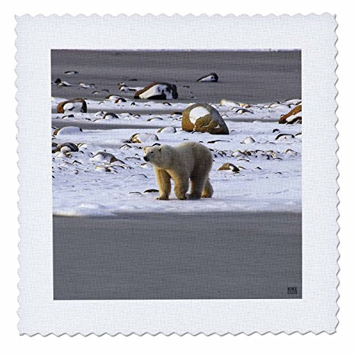 3dRose qs107181 Polar BearsQuilt Square 10 by 10Inch