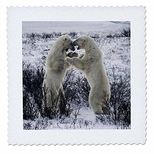3dRose qs107221 Polar Bears FightingQuilt Square 10 by 10Inch