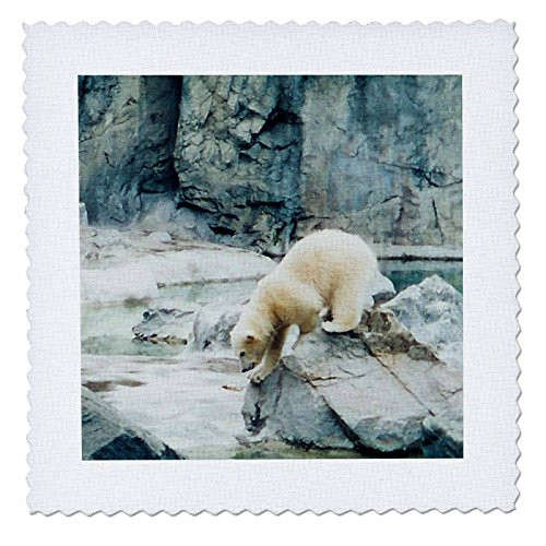 3dRose qs247521 Cute Polar Bear Cub PlayingQuilt Square 10 by 10Inch
